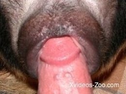 Dog Sex Zoo