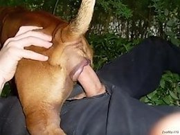 ZooAnimalPorn
