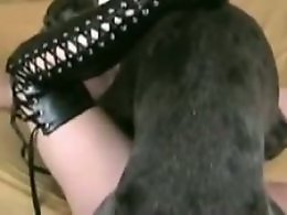 Bestiality porn tube