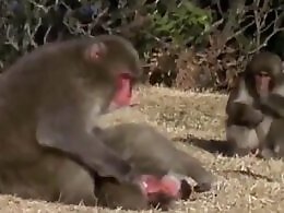 ZooAnimalPorn