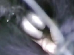 ZooAnimalPorn