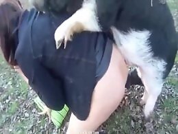 XXXBestialityPorn