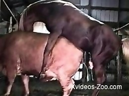 Free Zoo porn tube