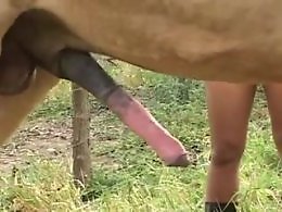 Bestiality Video