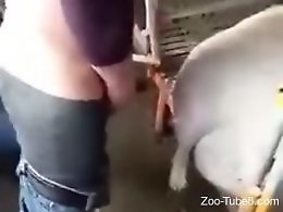 Bestiality porn tube