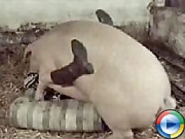 ZooAnimalPorn