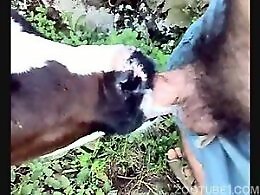 Animal Porn Zilla
