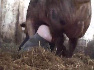 Animal Sex Pw