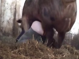 Animal porn and zoo sex