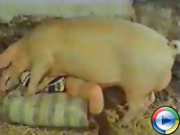 XXX bestiality zoo porn