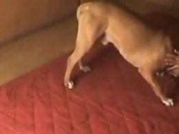ZOO Porn and bestiality tube