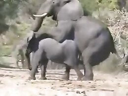 Bestiality Video