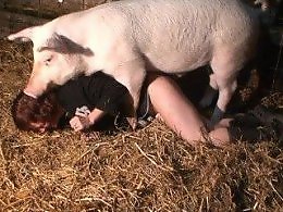Zoo Zoo Sex Porn