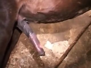 Zoo Porn Co