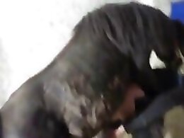 HorseFuckGirls