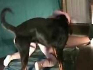 Animal porn video tube