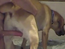 Bestiality porn tube