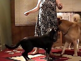 Bestiality porn tube