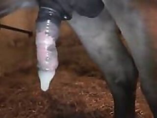 ZooXPorn