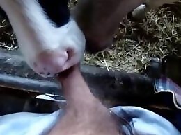 Zoo Porn Co