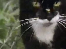100% Free ZOO sex videos