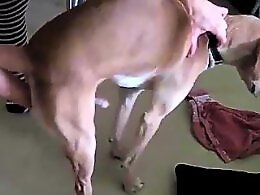 XXX bestiality zoo porn