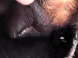 Zoo porno and animal sex