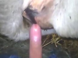 XXXBestialityPorn