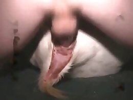 ZOO Porn and bestiality tube