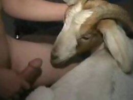 Zoo Porn Co