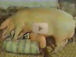 Animal Porn Zilla