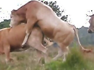 Animal Porn Zoo Videos
