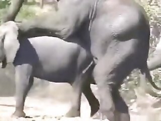 Zoo Sex Gold