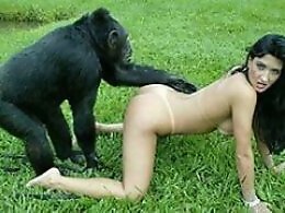 Horse sex zoo