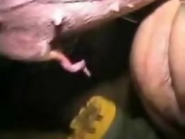 ZooAnimalPorn