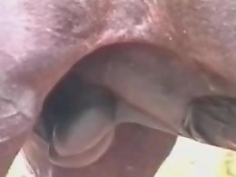 Mature Zoo Porn