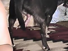 Zoo Animal Sex