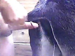 100% Free ZOO sex videos