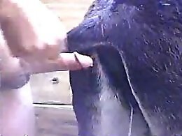 Zoo Porn Fun