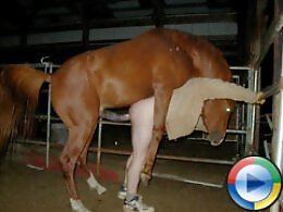 Zoophilia porn and animal sex