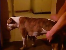 Bestiality Zoo Sex Drawings