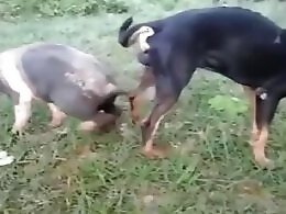 ZooAnimalPorn