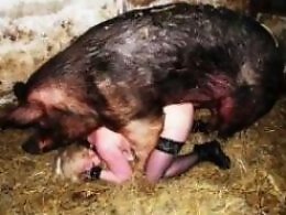 Animal Porn Zoo Videos