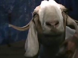 ZOO Porn and bestiality tube