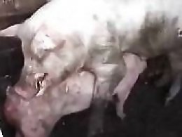Animal Porn Zilla