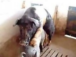 Zoo Zoo Sex Porn