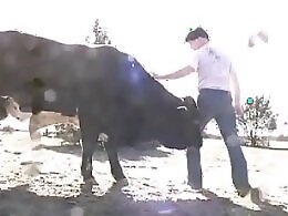 Animal Porn Zilla