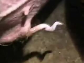 BeastVids
