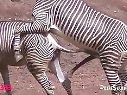 Animal porn video tube