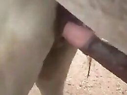 Bestiality Video